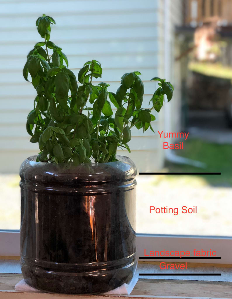 Basil plant, potted in a Utz Cheese Ball container